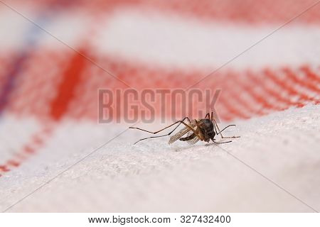 Dead Mosquito (family Culicidae) Lying On Cloth