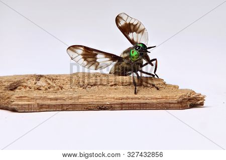Twin-lobed Deerfly (chrysops Relictus) With Spread Wings On A Piece Of Wood