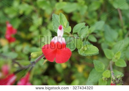 Red Flowers From The Front. It Is In The Forest It Is Day. There Is No One.