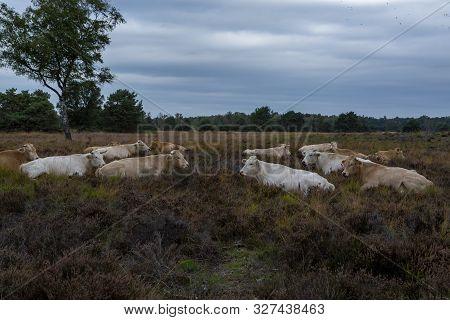 Herd Of Beige Cows And Bulls Resting On Moorland In Kempen Forest, Brabant, Netherlands