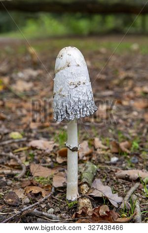 Unedible Toxic Forest Mushroom, Poisonous Fungus In Forest