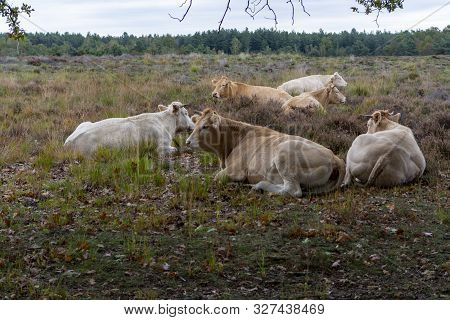Herd Of Beige Cows And Bulls Resting On Moorland In Kempen Forest, Brabant, Netherlands