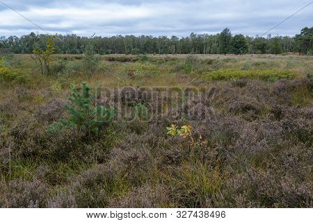 Landscape With Kempen Forests In North Brabant, Netherlands In Autumn