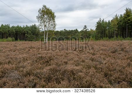 Landscape With Kempen Forests In North Brabant, Netherlands In Autumn