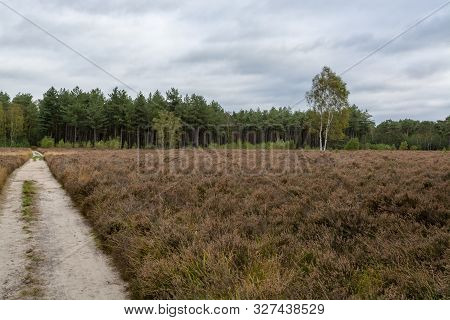Landscape With Kempen Forests In North Brabant, Netherlands In Autumn