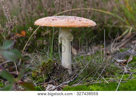 Red Amanita Unedible Toxic Forest Mushroom