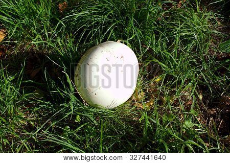 Giant Puffball In The Meadow In The Garden