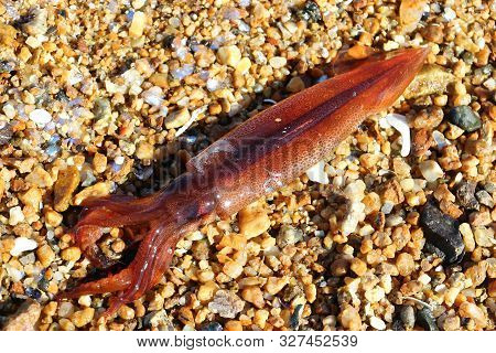 Squid Japanese Flying Squid (pacific Flying Squid Todarodes Pacificus) Alive On Sand In Sunny Day. C