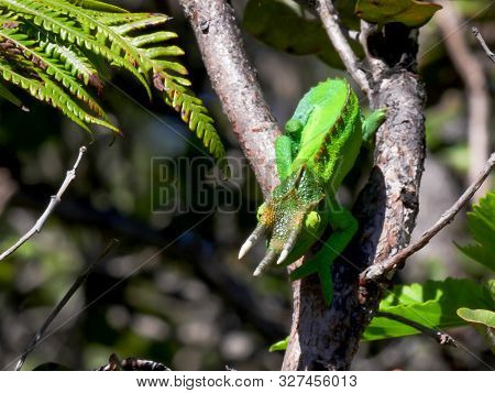 Wide Shot Of A Jacksons Chameleon In A Tree Facing Down