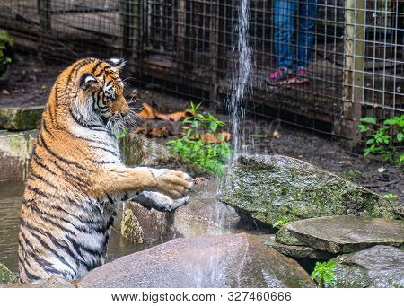 Tiger Playing With Water From A Hose In The Park.