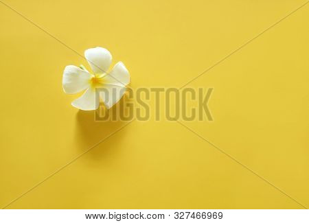 White Plumeria On Bright Yellow Background With Copy Spce. Minimal Beauty Concept.