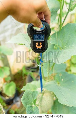 Use Portable Digial Scale For Fresh Melon  Weigh In Farm