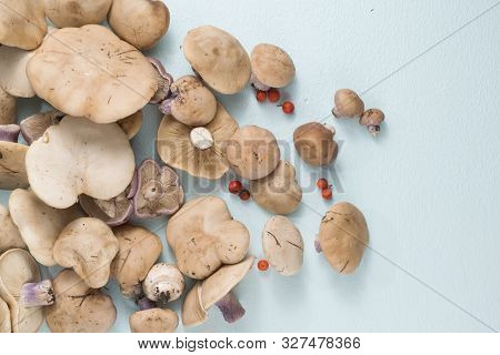 Lepista Saeva Mushrooms On A Light Background Top View