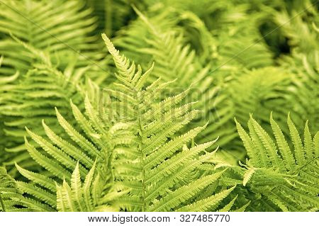 Greenery Bring Happiness. Fern Growing Outdoor. Fern Bed In Woods. Green Fern Tree In Spring Or Summ
