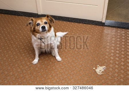Dog Vomit In The Living Room On The Floor, Sick Dog Vomitted To Cure Itself Closeup