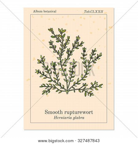Smooth Rupturewort Herniaria Glabra , Medicinal Plant. Hand Drawn Botanical Vector Illustration