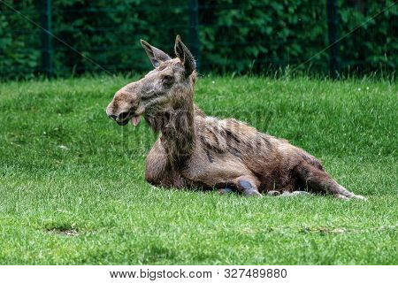 European Moose, Alces Alces, Also Known As The Elk