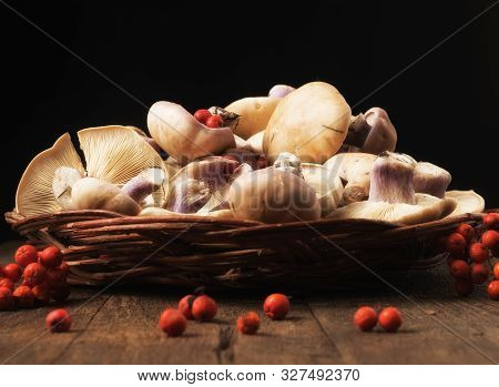 Lepista Saeva Mushrooms In A Wicker Plate Some More Rowan Berries On A Table Close-up On A Black Bac