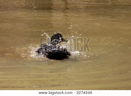 Espirro Black Duck