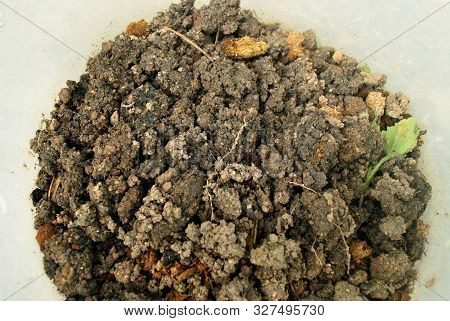 Earthworm Fertilizer For Agriculture To Nourish The Soil.