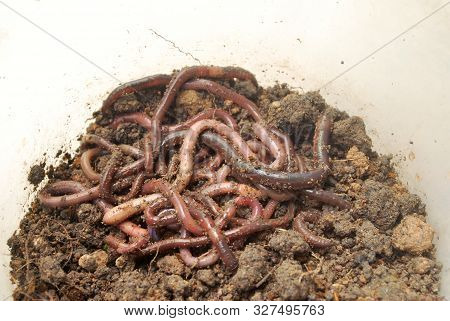 Earthworm Fertilizer For Agriculture To Nourish The Soil.