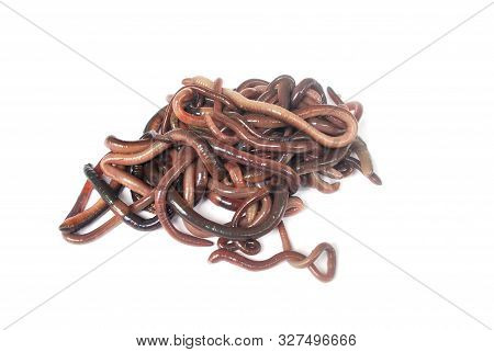 Earthworm Fertilizer For Agriculture To Nourish The Soil.