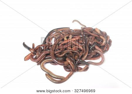 Earthworm Fertilizer For Agriculture To Nourish The Soil.