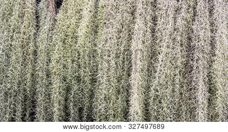 Background Of Green Spanish Moss Texture. Close Up Of Tillandsia Usneoides Pattern.