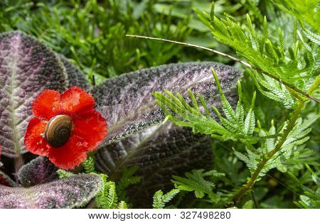 Close Up Of Flame Violet Flower At The Garden With Copy Space. Episcia Cupreata Flowers And Little S