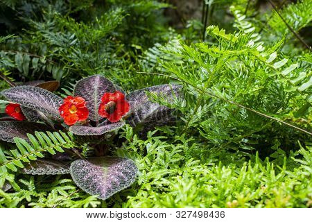 Close Up Of Flame Violet Flower At The Garden With Copy Space. Episcia Cupreata Flowers And Little S