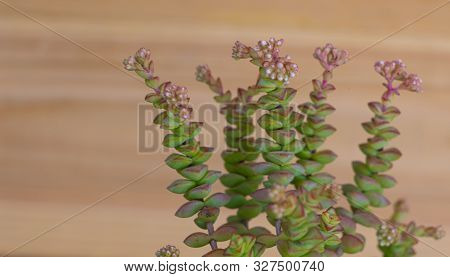 Crassula Rupestris With Tiny Flowers On Wooden Background
