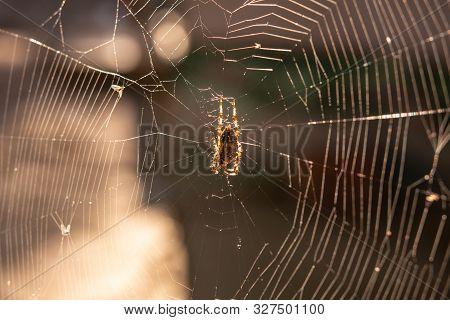 Spider In The Net In Closeup Macro Image. Spider On The Net With Blurred Background.