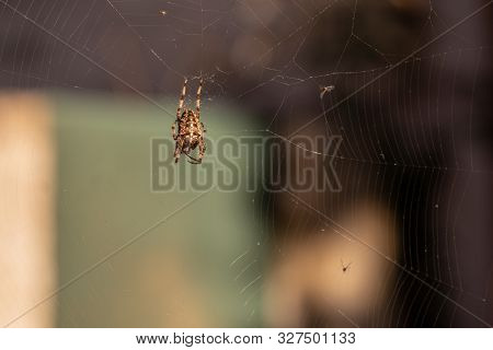 Spider In The Net In Closeup Macro Image. Spider On The Net With Blurred Background.