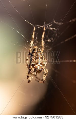 Spider In The Net In Closeup Macro Image. Spider On The Net With Blurred Background.