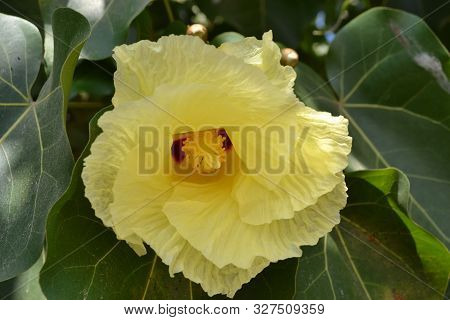 Yellow Thespesia Populnea  Flower On The Background Of Green Leaves.