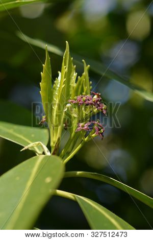 Japanese Laurel Flowers - Latin Name - Aucuba Japonica