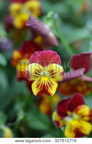 Mini Winter Pancy Ice Babies - Latin Name - Viola X Cornuta Ice Babies