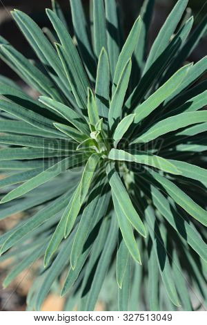 Wulfens Spurge Leaves - Latin Name - Euphorbia Characias Subsp. Wulfenii