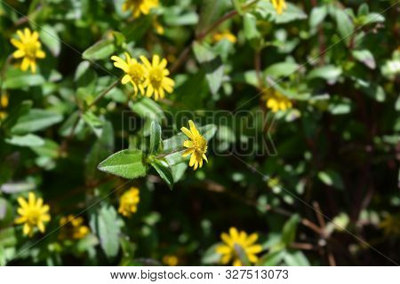 Mexican Creeping Zinnia Yellow Flowers - Latin Name - Sanvitalia Procumbens