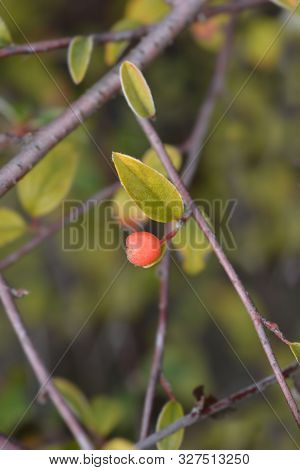 Franchets Cotoneaster Red Berry  - Latin Name - Cotoneaster Franchetii