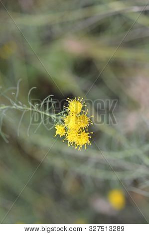 Goldilocks Aster Yellow Flowers - Latin Name - Galatella Linosyris