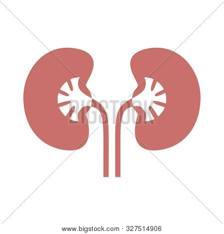 Kidneys Human Organ Icon. Sign Human Kidneys. Kidneys Symbol Isolated On White Background. Vector Il