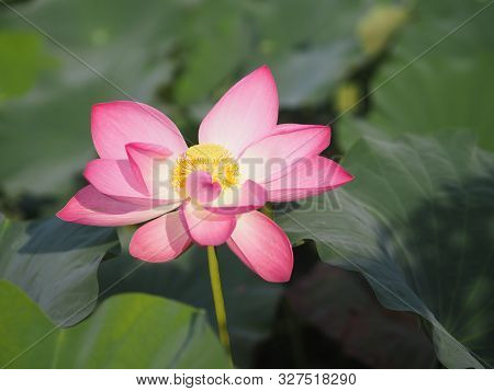 Plantae, Indian, Sacred Lotus, Bean Of India, Nelumbo, Nelumbonaceae Name Flower In Pond Large Flowe