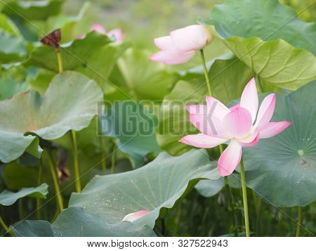 Plantae, Indian, Sacred Lotus, Bean Of India, Nelumbo, Nelumbonaceae Name Flower In Pond Large Flowe