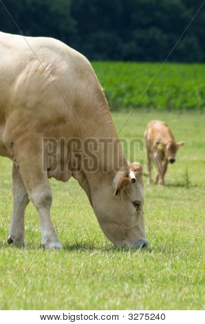 Grazing Cow