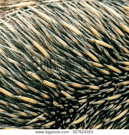 Echidna Spines Closeup