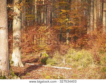 Autumnal Nature In Sunny Day. Forst Landscape, Polish Nature.