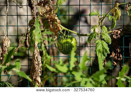 A Green Tomato Among The Dried And Green Branches