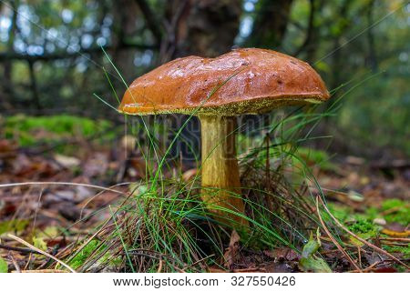 Autumn with beautiful bay boletus mushroom in the forest, picture taken in National Park Dwingelderv