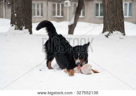 Young Bernese Mountain Dog Playing With A Toy In The Snow, Berner Sennenhund In The Snow